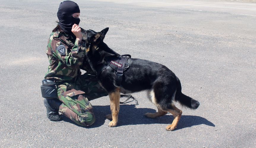  Новгородские кинологи  Росгвардии  рассказали об итогах работы за 8 месяцев 
