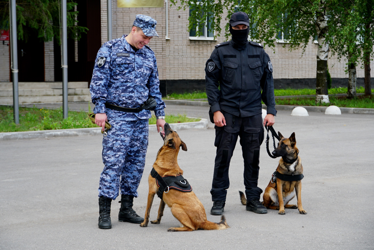 В Великом Новгороде кинологи Росгвардии продемонстрировали мастерство и выучку своих питомцев
