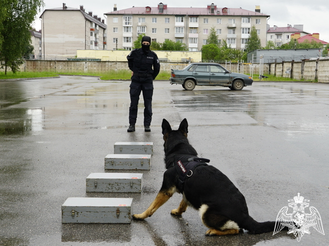 В Великом Новгороде кинологи Росгвардии продемонстрировали мастерство и выучку своих питомцев