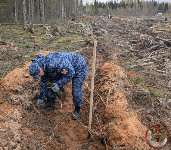 Новгородские росгвардейцы приняли участие в международной  акции «Сад памяти»